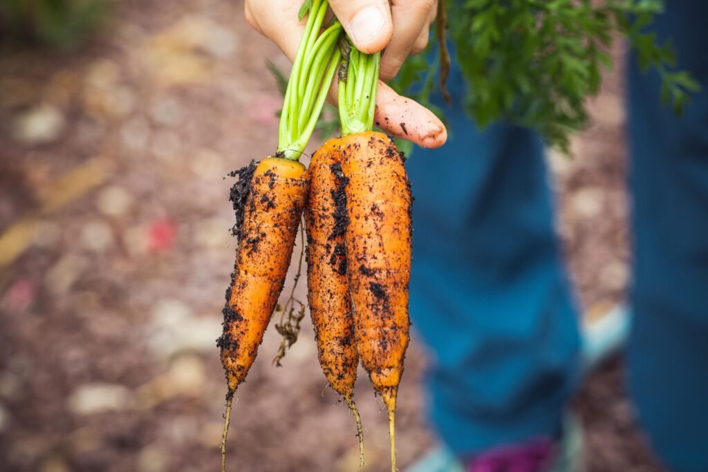 A hand holding freshly harvested organic carrots with soil in a garden setting.